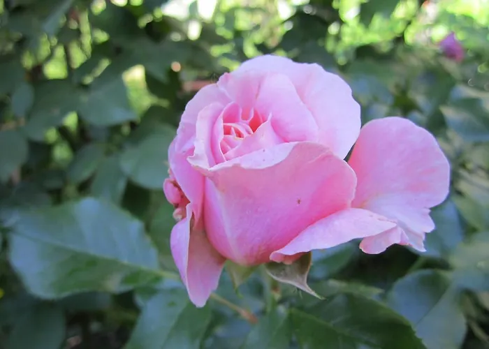 아파트 Kernerapartement *